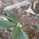 너부대근린공원 이미지