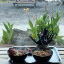 제주호시담 이미지