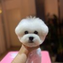 즐거운애견미용실 이미지