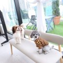 더봄(the봄) 이미지