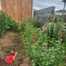 소박한 뜰 이미지