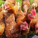 장곡농장 이미지