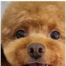 오키독키 이미지