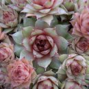 바위 솔 이미지