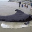 고래이야기 이미지