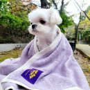 몽모드펫 | [포포몽 7기] 정전기제로 펫타월