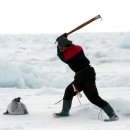 하프물범(Harp seal)의 눈물 -오메가3하프물범유, 하프씰, 물범즙, 물범탕 이미지
