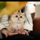 아담스펫 강아지분양 고양이분양 강남점 이미지