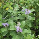 숨비기낭 이미지