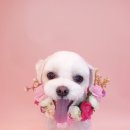 오늘 더 예쁘개 이미지