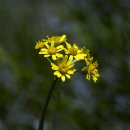 솜방망이 이미지