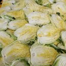 팔봉산뱅길리영농조합법인 | 맛 좋은 서산 절임배추, 본격 출하