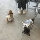 포댕 이미지