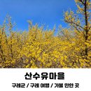 선촌마을 공중화장실 | 구례 산수유마을 3월 말 실시간 후기 주차장 화장실 축제장