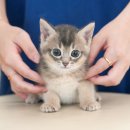 광주강아지분양 고양이분양 미유펫 본점 이미지