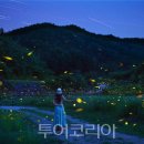 반딧불이 - 해운대구 | 반딧불이