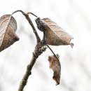 회귀(回歸) 이미지