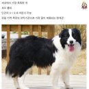 멍뭉이 이미지