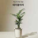 초보 식집사도 키우기 쉬운 화분 저면관수 스밈화분 후기