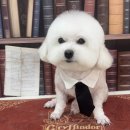 삐삐애견 이미지