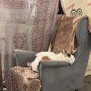 선영다방 이미지