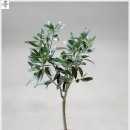 올리브나무 이미지