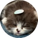 아르릉 | 고양이 두마리 키우는 이유와 합사 기간, 과정 후기