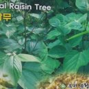 유황오리 Daum카페