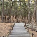 월송정 | 울진 월송정 관동팔경 명소 소나무 숲