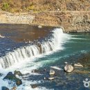 새바라기 이미지