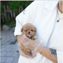 반려견 돌봄센터 일구삼 | 김포강아지분양 반려견 홍스퍼피에서