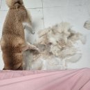 댕빨멍빨 애견미용실 | 의정부중형견미용_시바이누 털갈이 위생미용