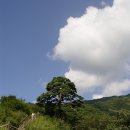지리산 천년송 Daum카페