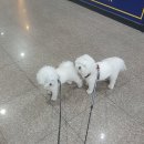 도그이엔티 | 김포 강아지미용 비숑아이들 도그이엔티 후기!