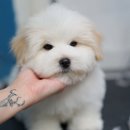 소문켄넬 이미지