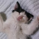 암사동물병원 이미지