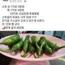 고추값 미쳤다… “특 1㎏ 4만원, 10㎏ 40만원” 상인들 비명 이미지