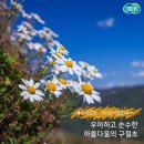 산과들공인중개사사무소 | 구절초 꽃말 ~ '우아함, 순수함'