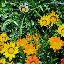 가자니아 이미지