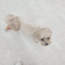 댕댕가르텐 강아지애견유치원호텔 | 부산강아지유치원 댕댕가르텐 연산점, 아이들이 진짜 행복한 공간