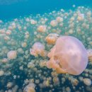 세계의 명소와 풍물 - 팔라우, 해파리호수(Jellyfish Lake) 이미지