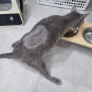 비엔동물전문의료센터 이미지