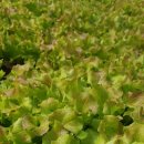 보들농장 이미지