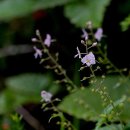 Veronica urticifolia 이미지