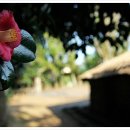 수정-117 이미지