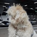 프롬율무 이미지