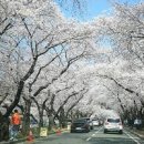 경주벚꽃축제 맞아 경주 가볼만한곳(김유신묘 이어 보문단지) 이미지