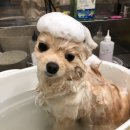 몽글댕글 이미지