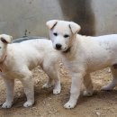 똥강아지 이미지