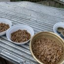 진도하루 이미지